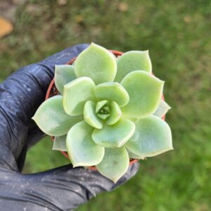 Graptoveria titubans