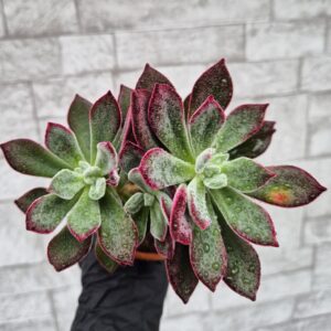 Echeveria pulvinata devotion