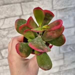 Crassula portulacea tricolor