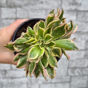 Aeonium sunburst crestat, 10 cm