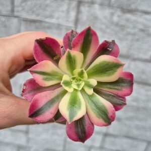 Aeonium pink wich.
