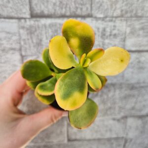 Crassula portulacea tricolor