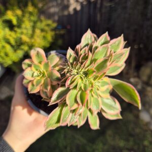 Aeonium sunburst crestat, 10 cm