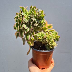 Aeonium sunburst crestat, 10 cm