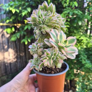 Aeonium sunburst crestat, 10 cm
