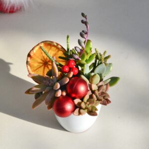 Aranjament suculent natural - "Magic in the gift" 2