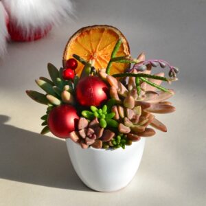 Aranjament suculent natural - "Magic in the gift" 1