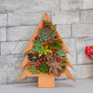 Bradut de lemn, cu plante suculente naturale