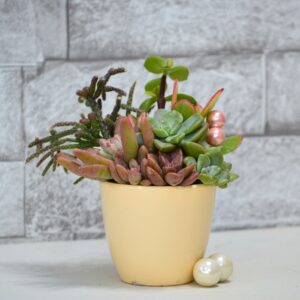 Aranjament suculent natural, in vas ceramic crem