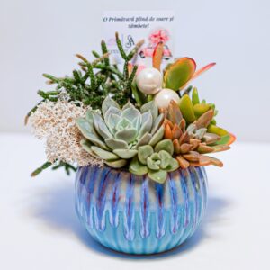 Aranjament suculent natural, in vas ceramic "Blue fantasy"