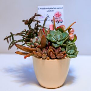Aranjament suculent natural, in vas ceramic crem