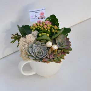 Aranjament suculent natural , in cana ceramica alba 2