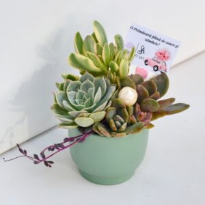 Aranjament suculent natural, in vas ceramic verde-turcoaz 3