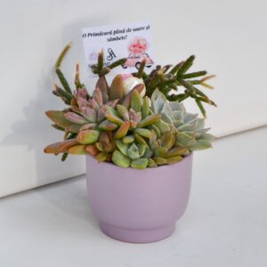 Aranjament suculent natural, in vas ceramic lila 2