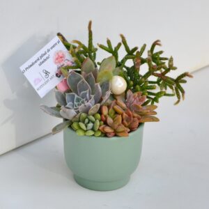 Aranjament suculent natural, in vas ceramic verde-turcoaz 2