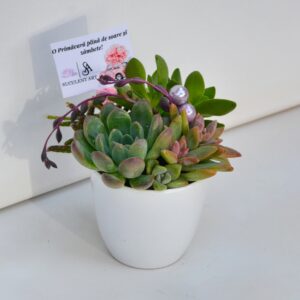 Aranjament suculent natural, in vas ceramic alb 3