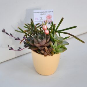 Aranjament suculent natural , in vas ceramic crem 1
