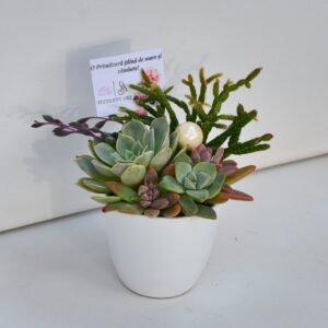 Aranjament suculent natural, in vas ceramic alb 2