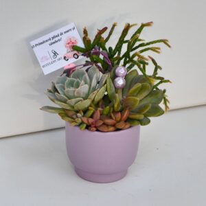 Aranjament suculent natural, in vas ceramic lila 1