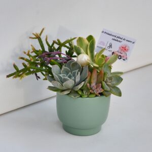 Aranjament suculent natural, in vas ceramic verde-turcoaz 1