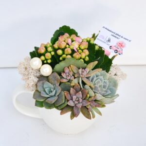 Aranjament suculent natural, in cana ceramica alba 1