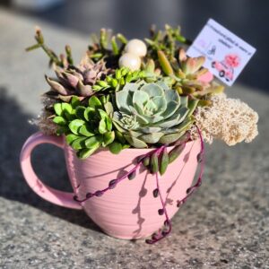 Aranjament suculent natural, in cana ceramica roz