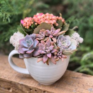 Aranjament suculent natural, in cana ceramica alba 1