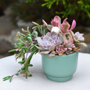 Aranjament suculent natural, in vas ceramic verde-turcoaz 3
