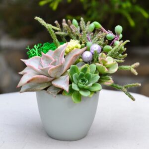 Aranjament suculent natural, in vas ceramic gri 2