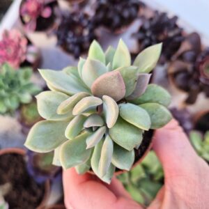 Graptoveria debbie