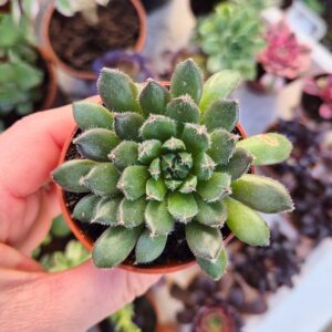 Echeveria setosa
