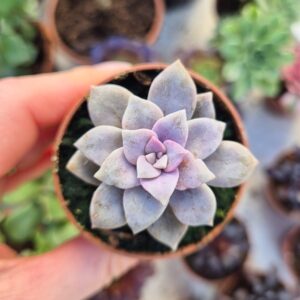Graptopetalum pentandrum superbum