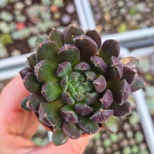Echeveria setosa