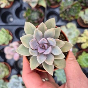 Graptoveria debbie