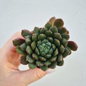Echeveria setosa