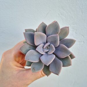 Graptoveria debbie