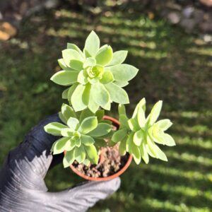 Sedum palmeri, 5,5 cm