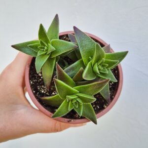 Crassula capitella