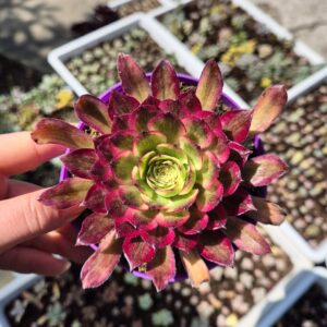Aeonium mardi gras