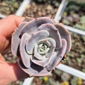 Echeveria pollux.
