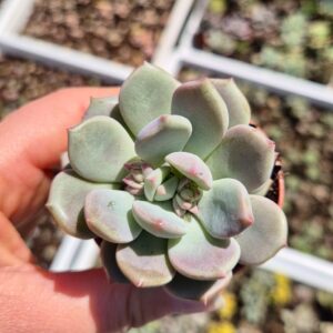 Echeveria sp. 2