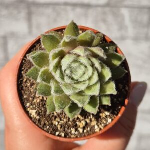 Sempervivum rosa madchen