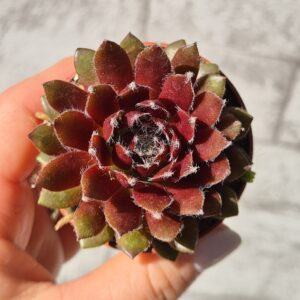 Sempervivum cassiopeia