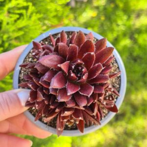 Sempervivum cassiopeia, 9 cm