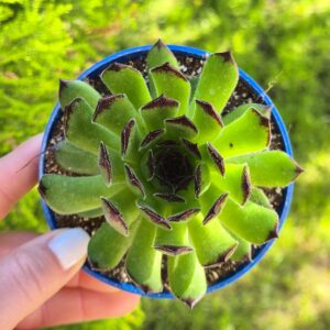Sempervivum reinhard , 9 cm