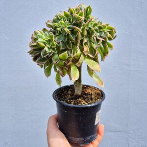 Aeonium sunburst crestat 1
