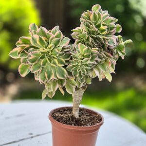 Aeonium sunburst crestat 2