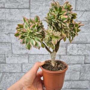 Aeonium sunburst crestat 2