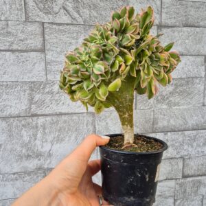 Aeonium sunburst crestat 1