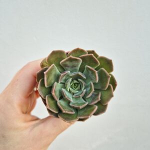 Echeveria brown rose